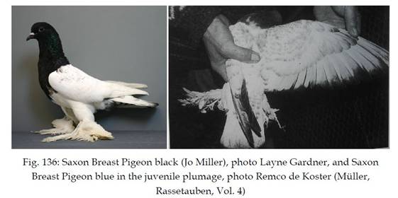 Pencil Breast Pigeon Pigeon Genetics.JPG