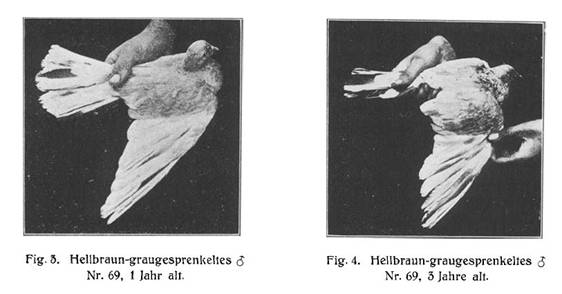 Daenischer Stipper hellbraun graugesprenkelt 1925.JPG